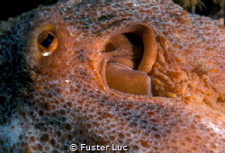 close-up of an Octopus vulgaris by Fuster Luc 
